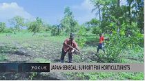 Japan-Senegal: supporting small-scale horticulturists