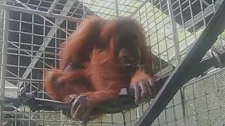 Wounded Orangutan rescued in Indonesia