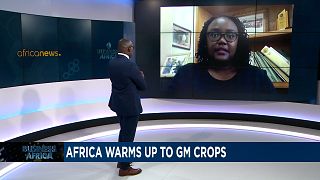 Can GM crops jump-start Africa's agriculture? [Business Africa] 