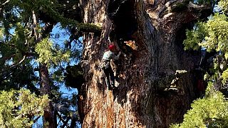 WATCH: Giant sequoia health check amid beetle threats