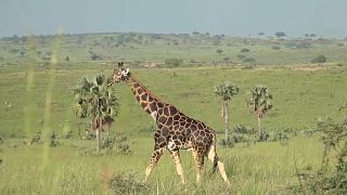 Uganda's parks teeming with wildlife as conservation efforts pay off