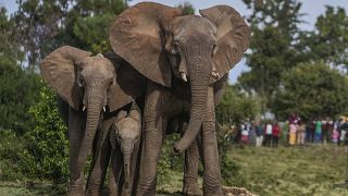 2025 welcomes rare twin elephants in Kenya