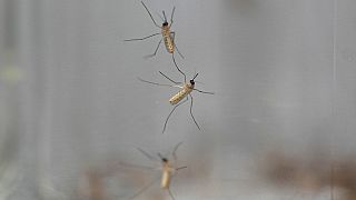 WHO declares Egypt malaria-free after 100-year effort