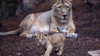 Rare Atlas lion cub celebrated in Morocco as an important moment in conservation