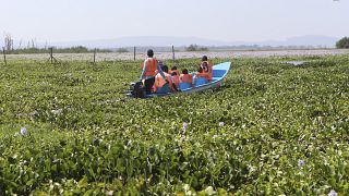 Kenyan start-up turning invasive plant into biodegradable packaging