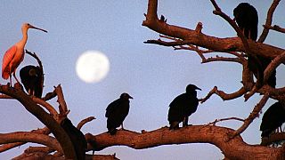 Kenya Battles Invasive Indian House Crows