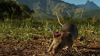 Tanzania identifies mysterious deadly illness as 'rat fever'