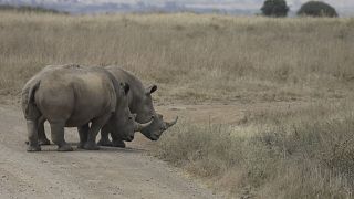 Scientists edge closer to saving the Northern White Rhino from extinction