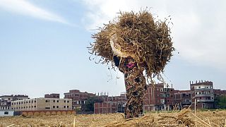 Biogas production units slash living costs for farmers in Egypt 