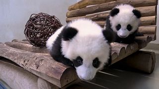 Berlin Zoo's new play area for baby pandas