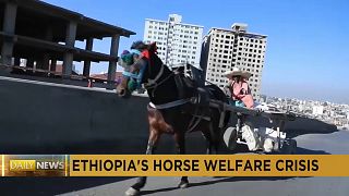 Ethiopian vets raise awareness about health and welfare of working horses