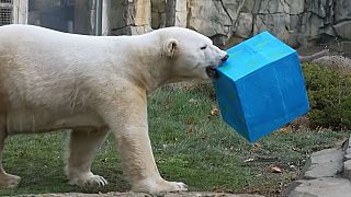 Animals at zoo in Chicago area receive food-filled Christmas presents 