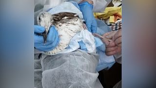 More than a thousand birds saved from pollution in the Black Sea