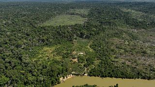 Deforestation in Brazil's Amazon drops by nearly 31%