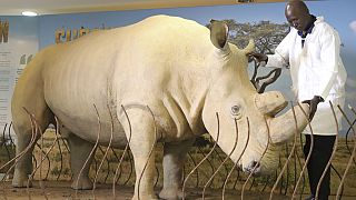 Kenya plans to use IVF in bid to prevent white rhinos from becoming extinct