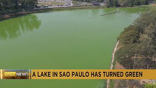 A lake in Sao Paulo turns green due to algae bloom