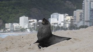 Sea lion makes unusual visit to Ipanema beach