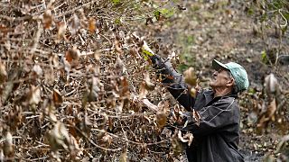 Brazil drought hits coffee farms and threatens to push prices even higher