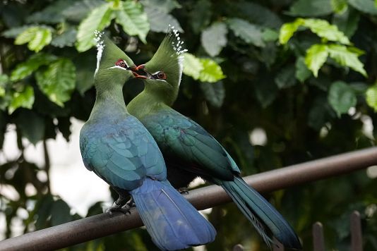 The male of a Tauraco livingstonii, is feeding the female to strengthen the couple's bond at the greenhouse of the Museo delle Scienze (MUSE) in Trento, Italy.